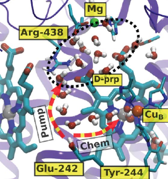 Redox-coupled Proton Transfer Dynamics in Cytochrome c Oxidase: Gauss ...