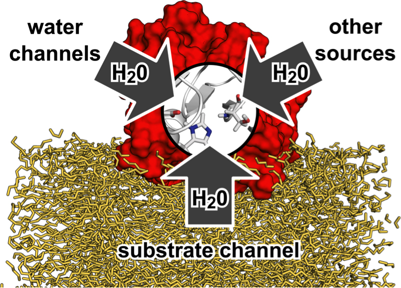Computational Modelling of a Lipase at a Hydrophobic Substrate